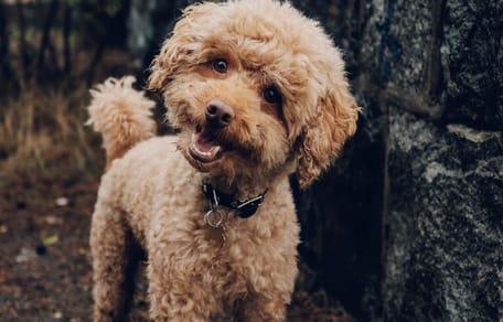 cane con testa inclinata