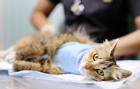 Katze wird sterilisiert