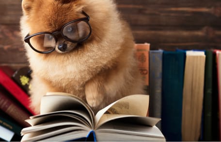 lirbos perrunos regalar reyes magos