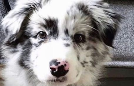 Which of these 10 unusual dog owner habits are you guilty of?