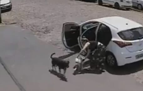 woman pulling dogs out of car