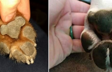 Can you see a koala in the dog's paw?