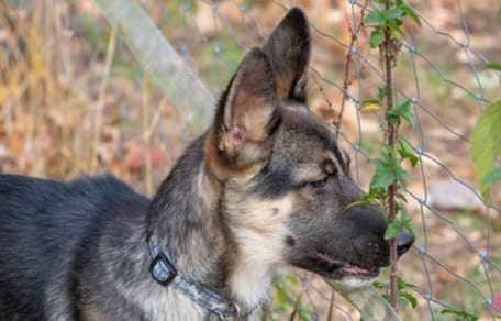 pastore tedesco di profilo