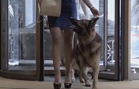 pastore-tedesco-molto-caro