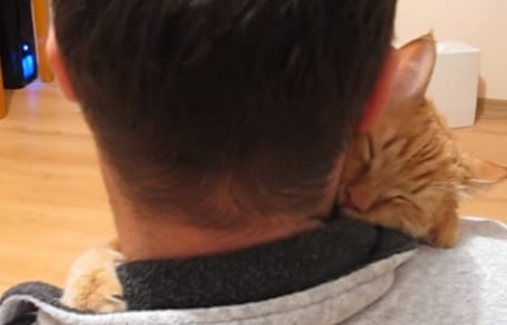 ginger cat hugging owner
