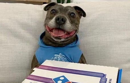 pitbull-sorride-con-una-pizza-vicino