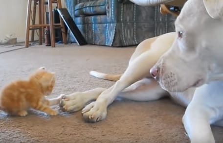 orange kitten and white pitbull