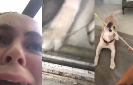 labrador helps owner back into the house