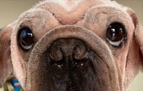 Hund Mork