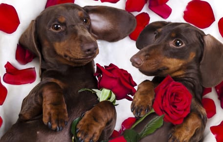 San Valentín para perros