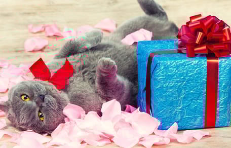 San Valentín 2026: 5 consejos para que tu gato por fin te quiera