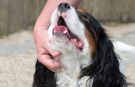 antipulgas definitivo aceite de arbol de te