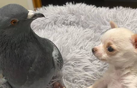 A bird and a puppy became best friends