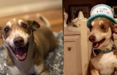 Dog's birthday
