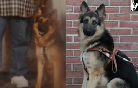 German Shepherd guide dog