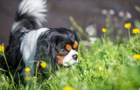 Hund im Gras