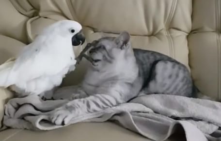 Cockatoo putting his claws on British Shorthairs face