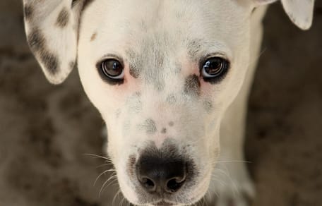 perro perdido maltratado