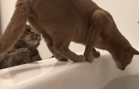 brown cat balacing on bathtub edge with tabby cat behind him