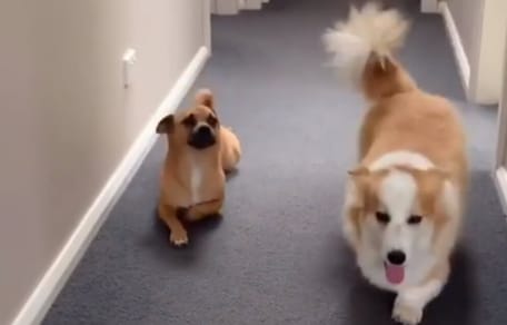 brown dog crawls on the floor next to long haired corgi