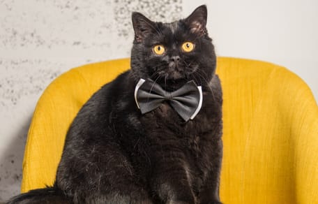 Gato negro ojos amarillos