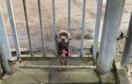 grey staffy behind bars