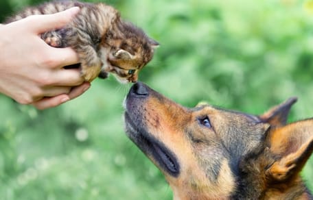 como hacer que gato y perro se lleven bien