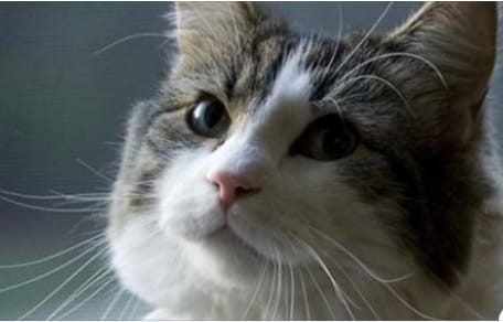 Oscar der Kater