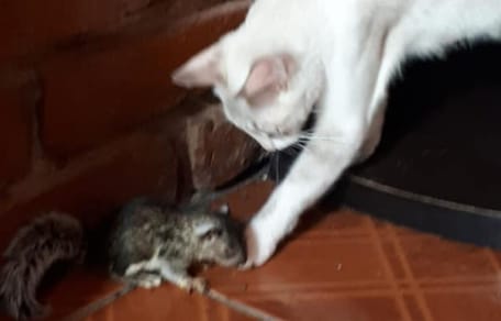 gata adopta a ardilla bebe para su camada