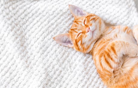 Ginger kitten sleeping