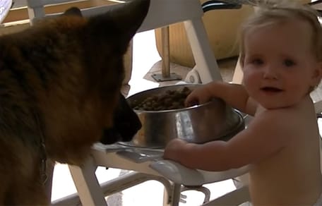 baby feeds german shepherd