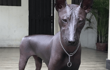 mexican hairless dog