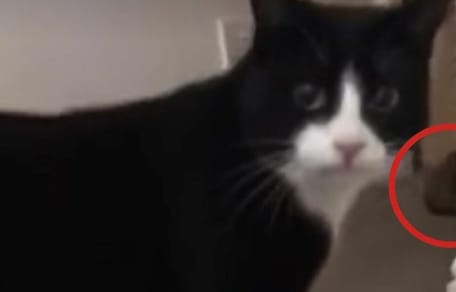 black and white cat