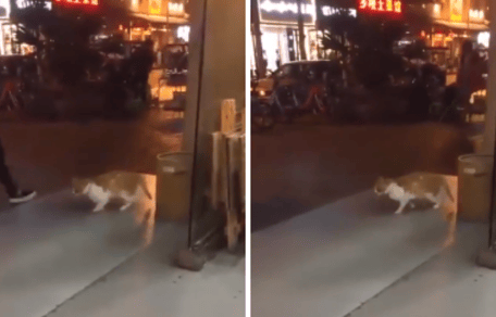 ginger and white cat in front of store