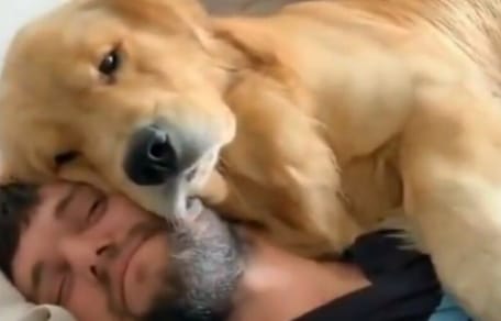 golden retriever cuddles human owner