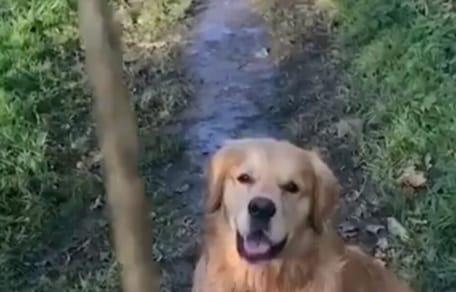 golden retriever on grassy trail