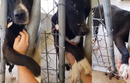 black and white dog holding paw out of shelter kennel