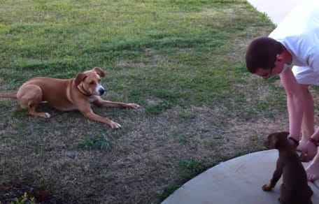 dog and doberman puppy