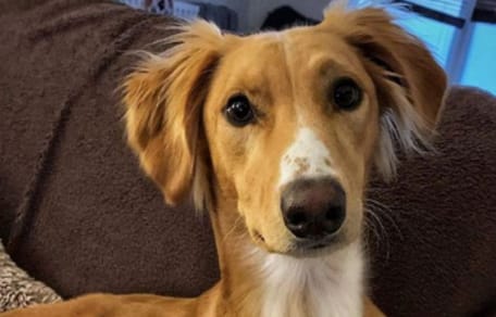 brown lurcher