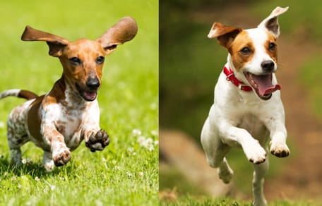 Dashchund and Jack Russell