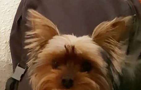 Yorkshire-Terrier Thomas.