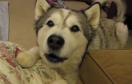 Alaskan Malamute whining