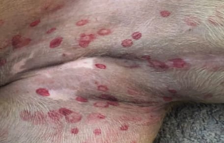 dog with red spots on belly