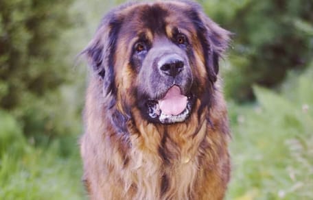 Which is your favourite big dog
