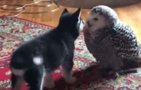 husky puppy licking white owl