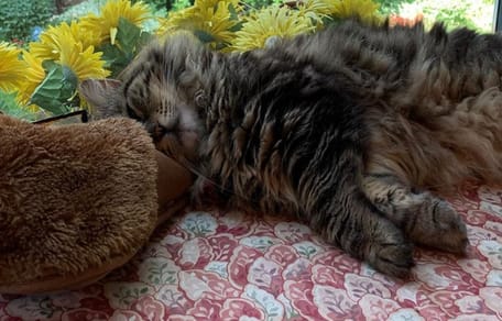 Lulu the tabby cat