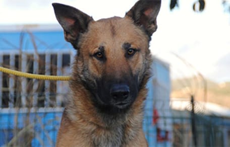 belgian shepherd mix at the end of a yellow leash