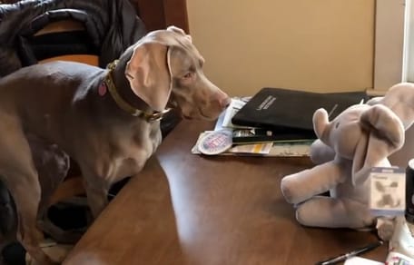 weimaraner standing in front of table with elephant plushie sitting on it