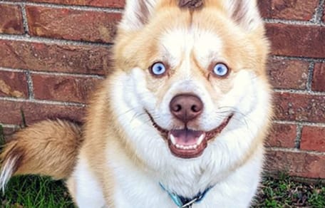 Pomsky: características y curiosidades de la polémica mezcla entre Husky y Pomerania