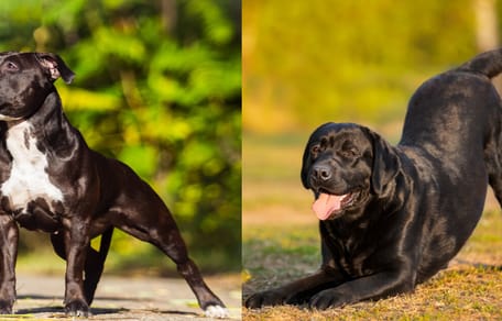 black staffordshire bull terrier and black labrador